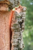 Photo ecorce de liège sur l'arbre sur Âme du liège